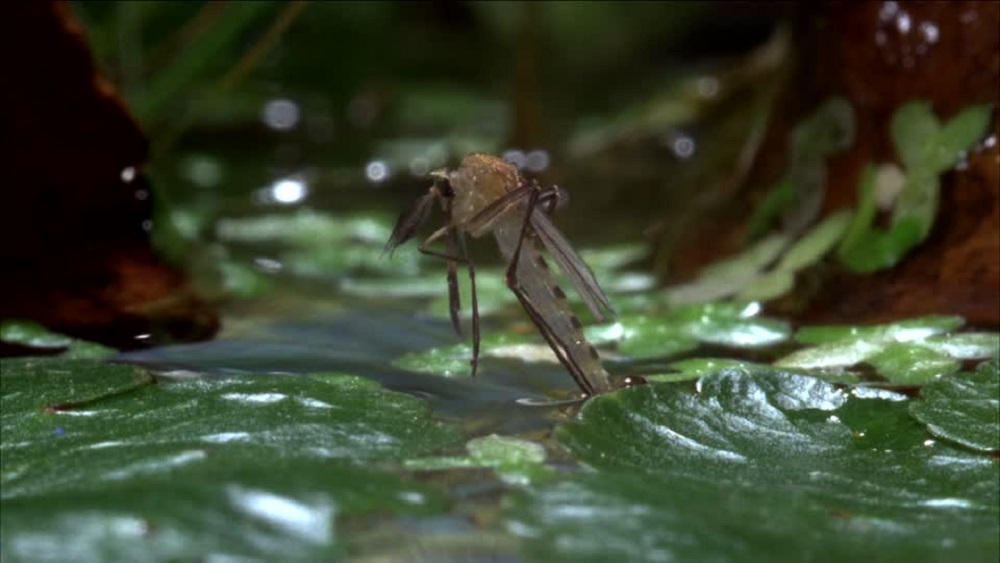 Estudio revela que plásticos también afectan a mosquitos