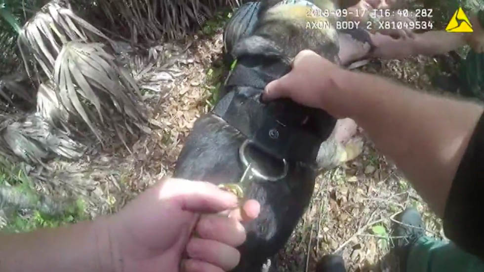 #Video Perro policía derriba a sujeto que trató de secuestrar a bebé en Florida