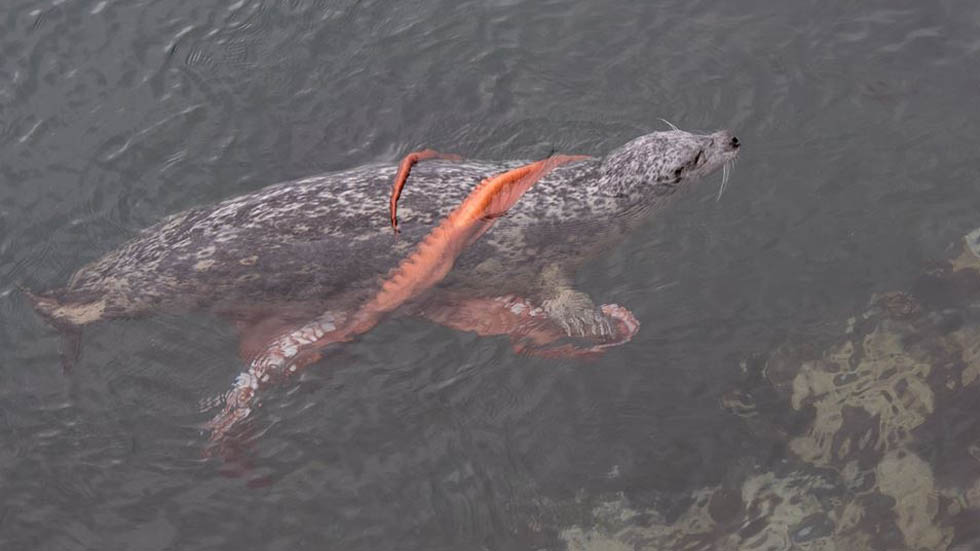 #Video Foca abofetea a hombre con un pulpo en Nueva Zelanda - foca-pulpo-2