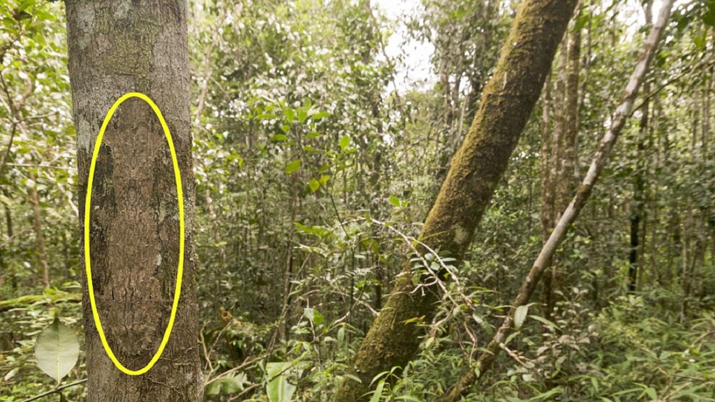 #RetoViral ¿Logras distinguir a los animales? - gecko-con-cola-de-hoja-r