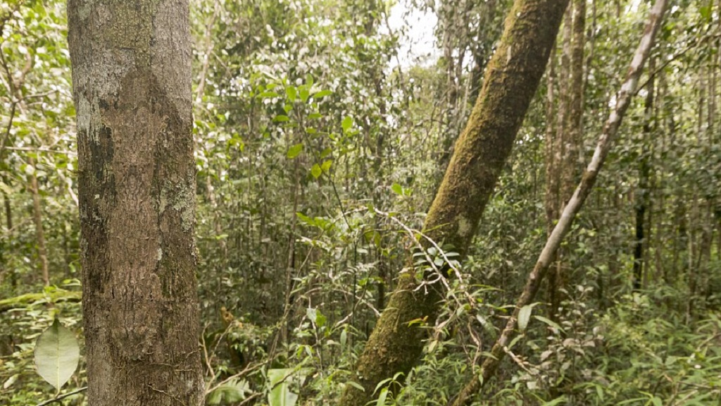 #RetoViral ¿Logras distinguir a los animales?