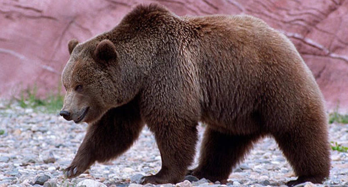 Saliva de osos podría ser benéfica para la salud