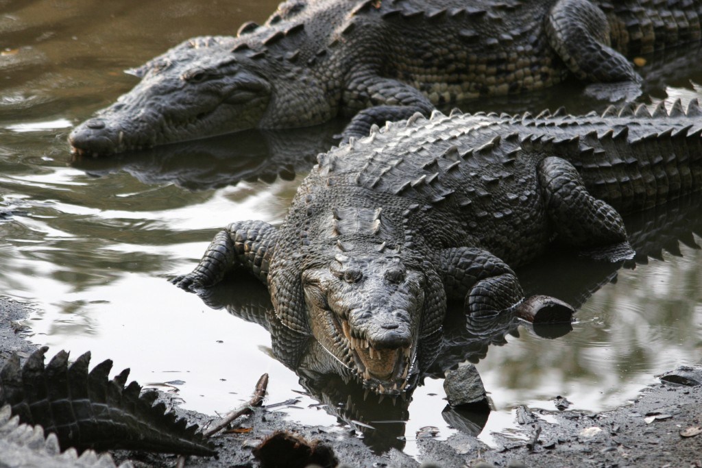Animales que ya no se encuentran en peligro de extinción - grupo-de-crocodylus-acutus-en-jalisco-mexico