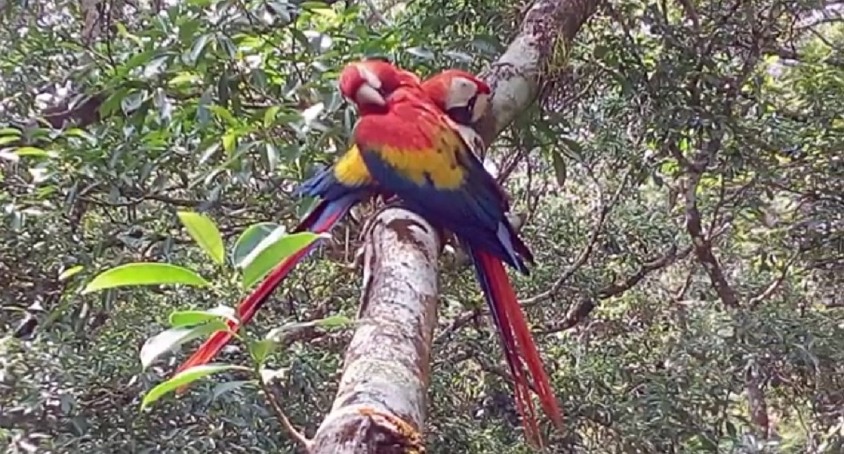 #Video Guacamayas vuelven a reproducirse en libertad en Veracruz