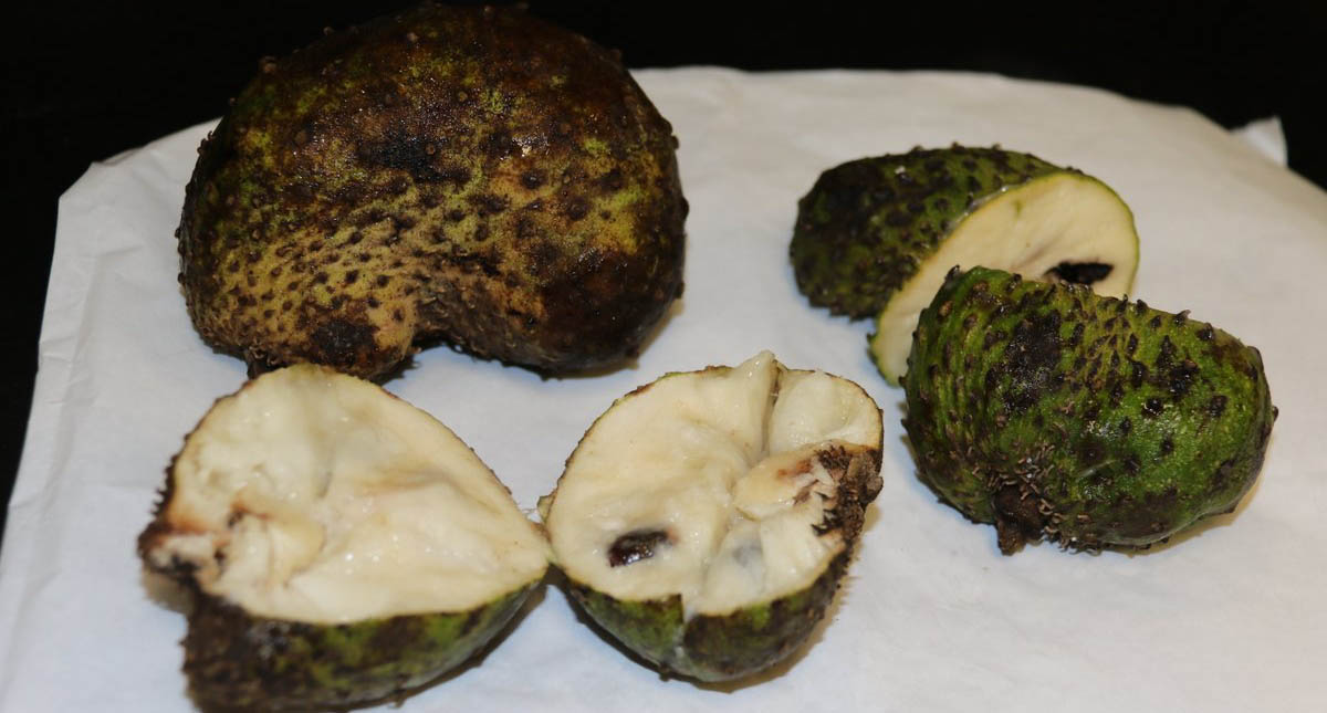 Guanábana combatiría cáncer de mama, hígado y pulmón