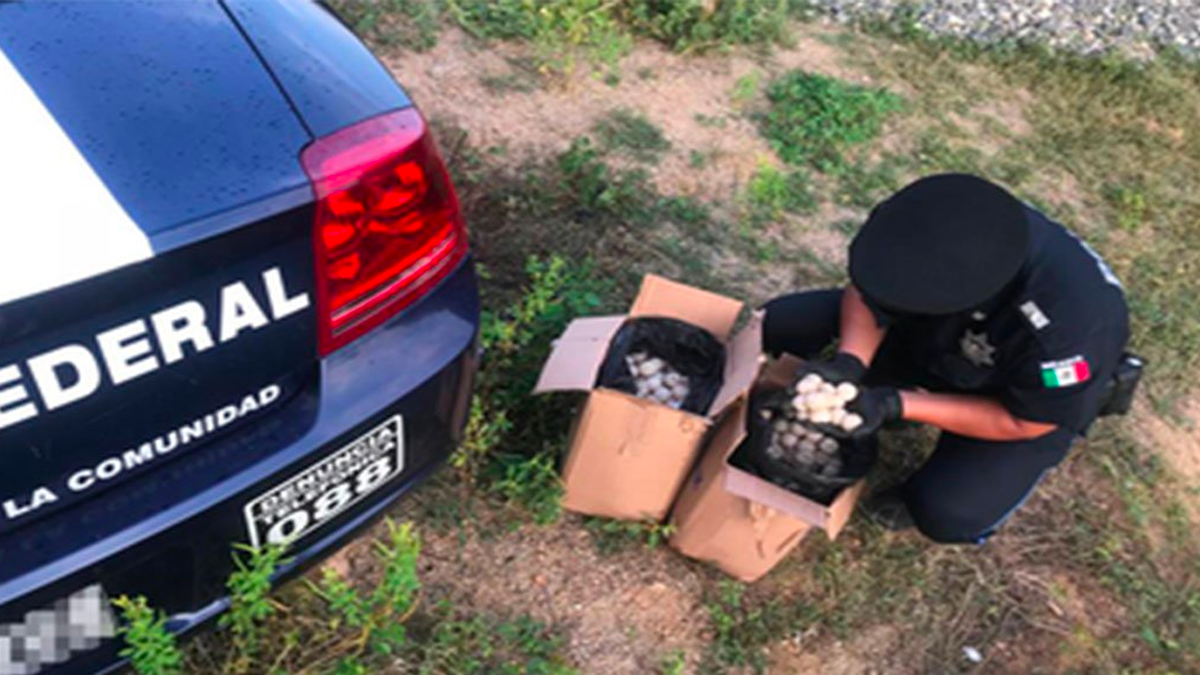 Aseguran mil huevos de tortuga en Oaxaca