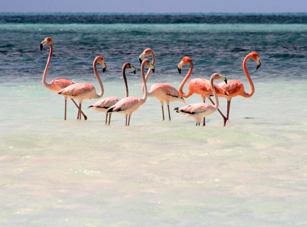 Las cinco mejores islas de Bahamas - inagua-mejores-islas-bahamas