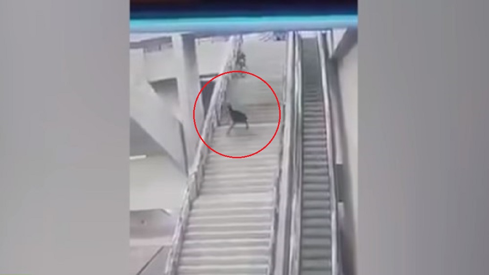 #Video Joven cae de escaleras del Metro al huir de policías