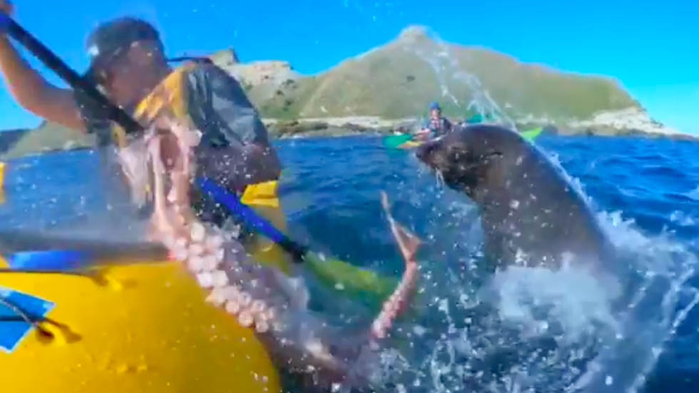 #Video Foca abofetea a hombre con un pulpo en Nueva Zelanda