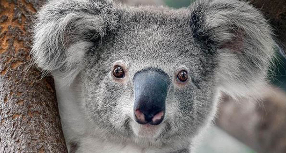Koalas están en alto riesgo de extinción en Australia