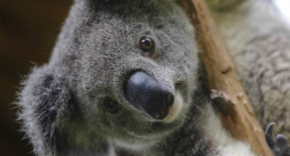 Koalas están en alto riesgo de extinción en Australia - koalas-estan-en-alto-riesgo-de-extincion-en-ngs-australia