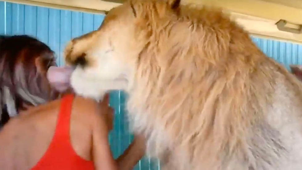 #Video Zoológico en Crimea permite que leones jueguen con los turistas - leon-zoologico-crimea-2