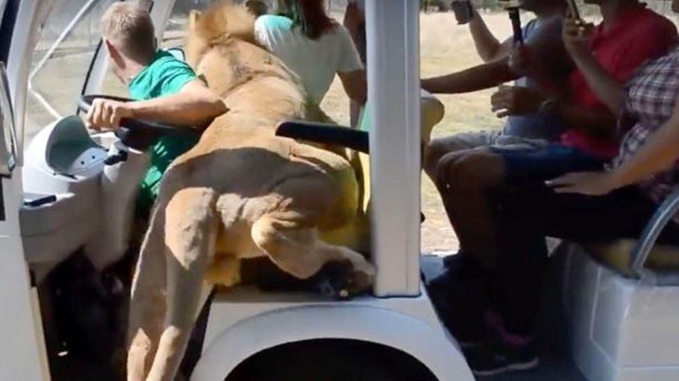 #Video Zoológico en Crimea permite que leones jueguen con los turistas