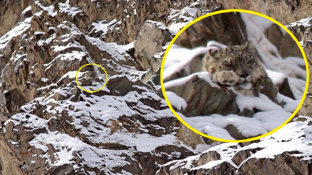 #RetoViral ¿Logras distinguir a los animales? - leopardo-de-las-nieves-r