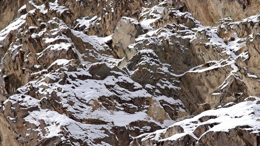 #RetoViral ¿Logras distinguir a los animales? - leopardo-de-las-nieves