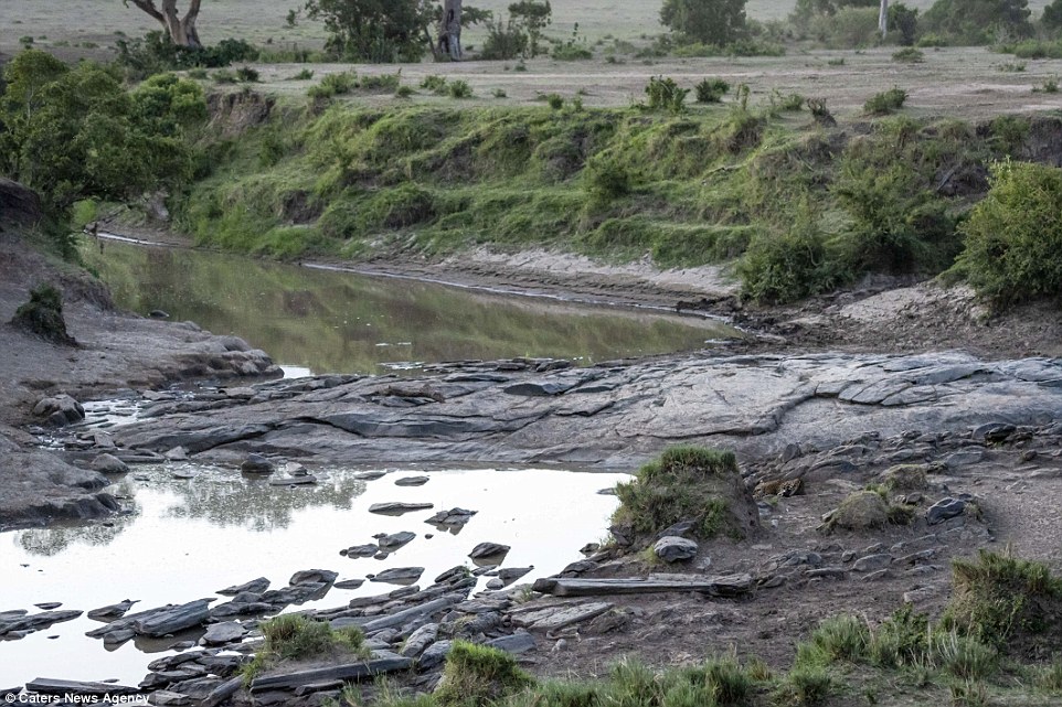 #RetoViral Descubre el leopardo oculto en el paisaje - leopardo-reserva-kenia