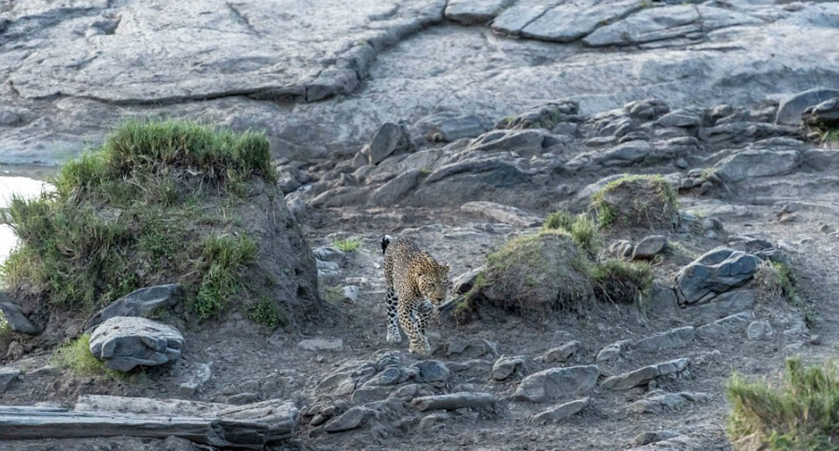 #RetoViral Descubre el leopardo oculto en el paisaje