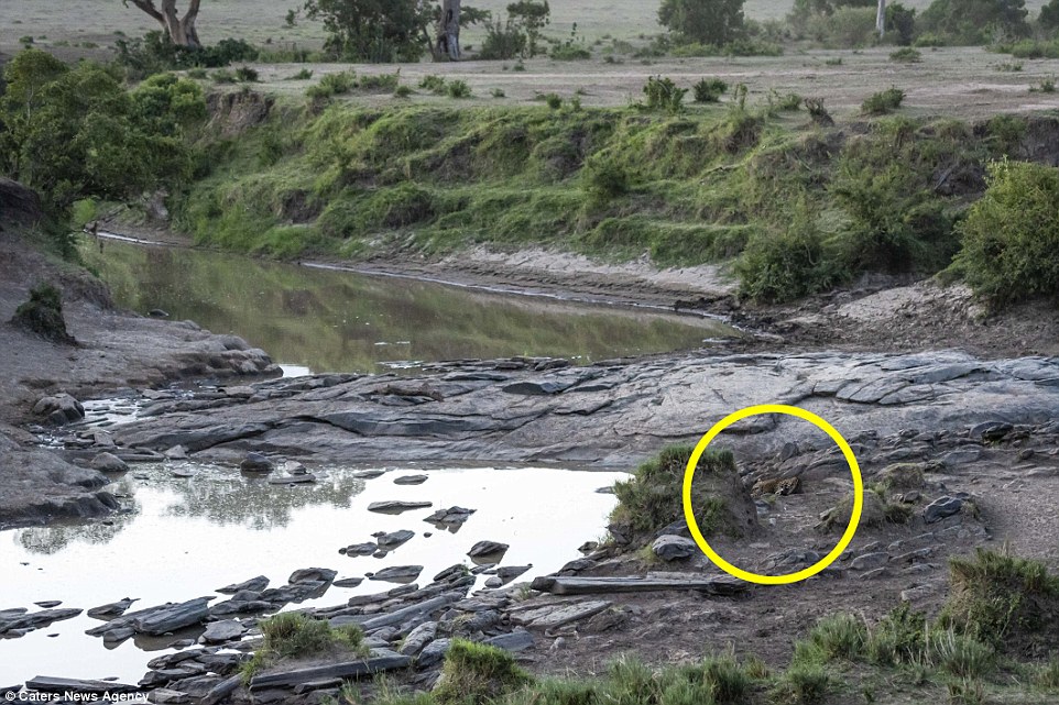 #RetoViral Descubre el leopardo oculto en el paisaje - leopardo-respuesta