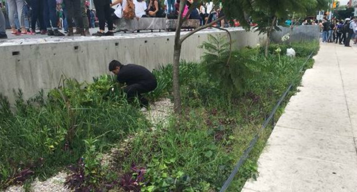 Investigan plantío de mariguana en el Monumento a la Madre
