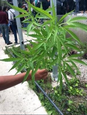 Investigan plantío de mariguana en el Monumento a la Madre - mariguana-monumento-a-la-madred