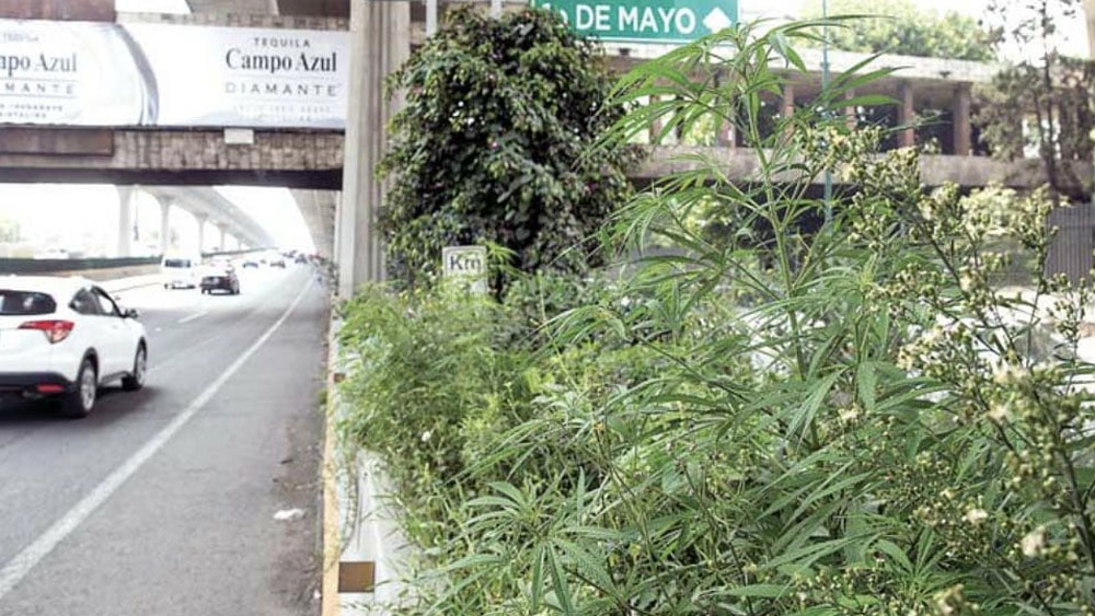 Hallan plantas de mariguana en camellón de Periférico Norte
