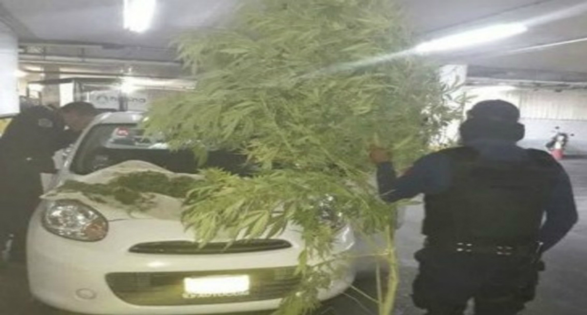 Detienen a hombre con planta gigante de mariguana en SLP