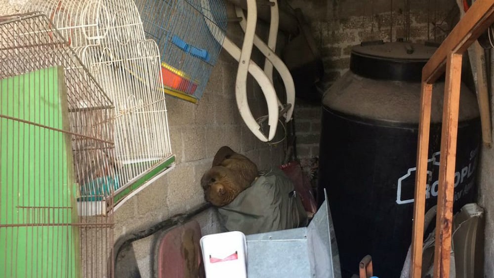 Martucha hallada en la GAM goza de buena salud: Profepa - martucha-en-casa-de-la-gam