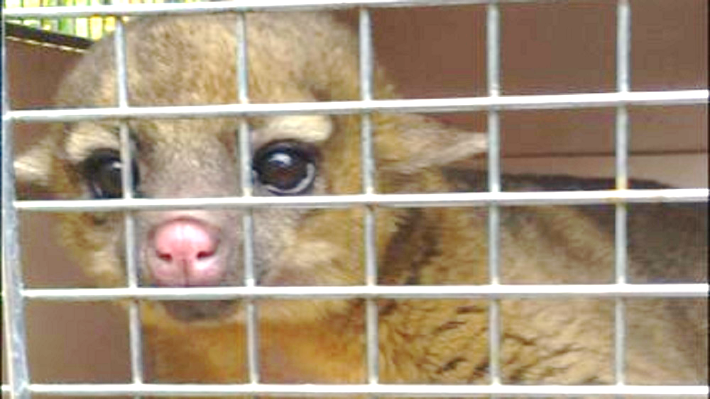 Martucha hallada en la GAM goza de buena salud: Profepa