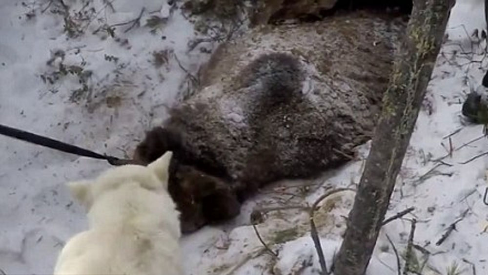 #Video Político mata a oso dormido en Rusia