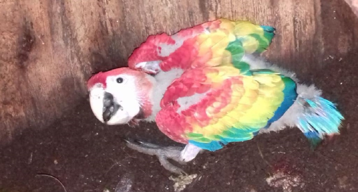 #Video Guacamayas vuelven a reproducirse en libertad en Veracruz - nace-polluelo-de-guacamaya-roja-en-los-tuxtlas-veracruz