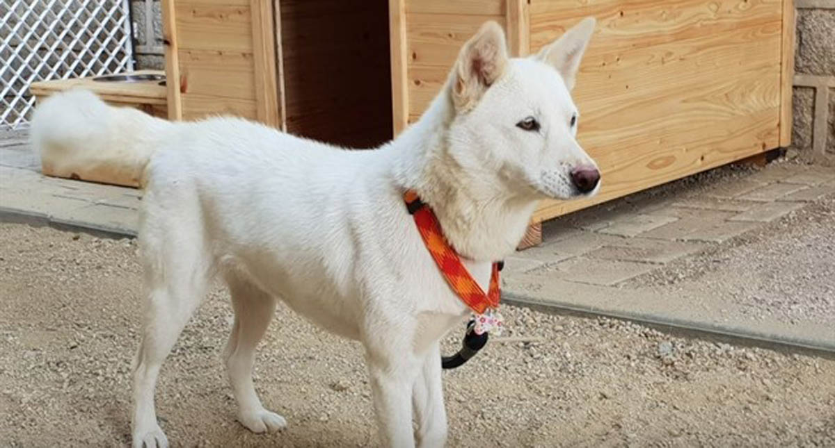 Norcorea regala perros a Moon Jae-in al finalizar cumbre