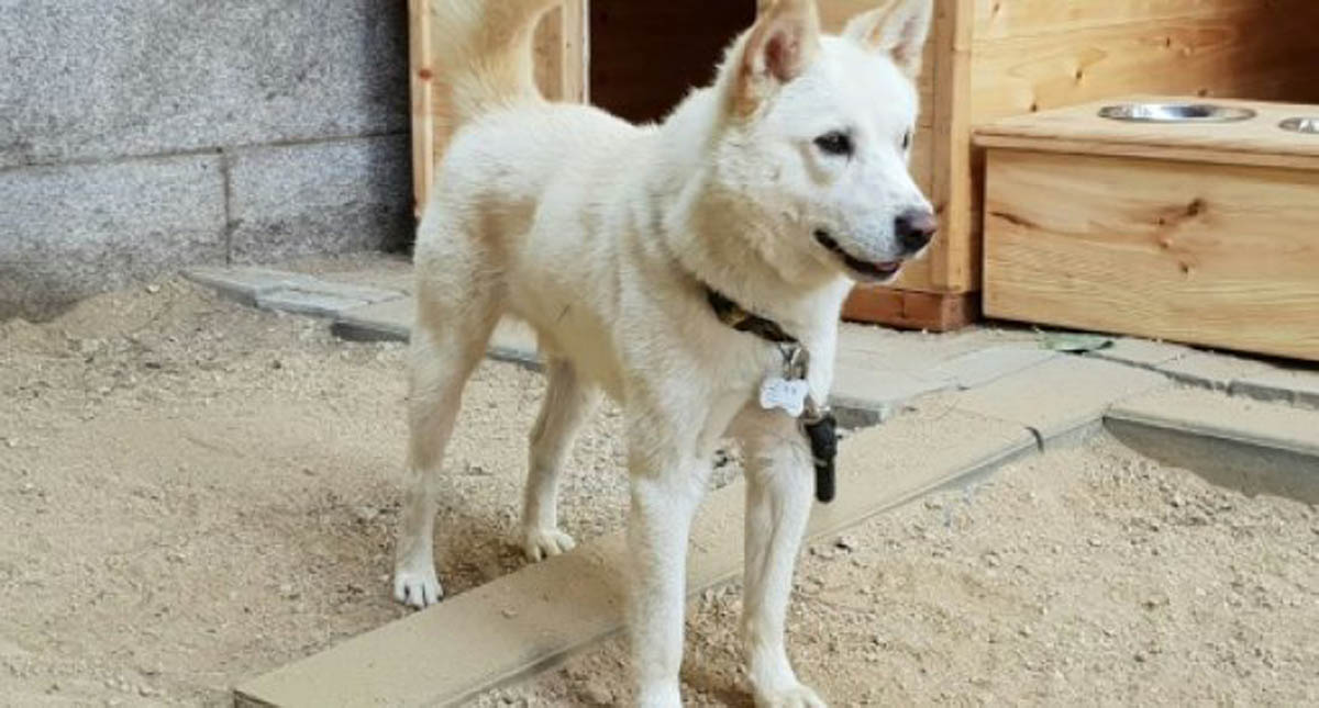 Norcorea regala perros a Moon Jae-in al finalizar cumbre - norcorea-regala-perros-a-moon-jae-in-tras-finalizar-cumbre