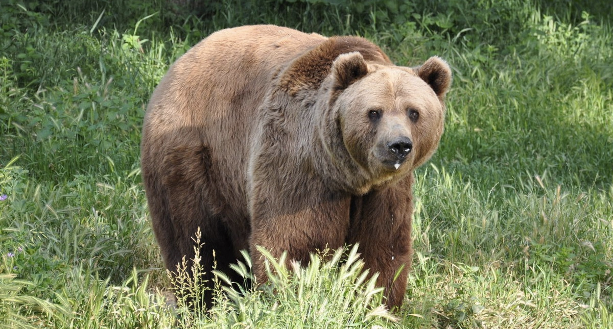 Saliva de osos podría ser benéfica para la salud - oso-en-siberia