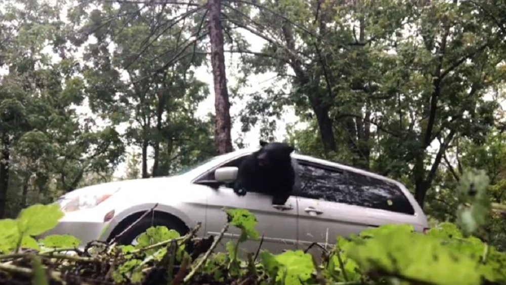 #Video Oso sube a camioneta de familia y escapa rompiendo ventana