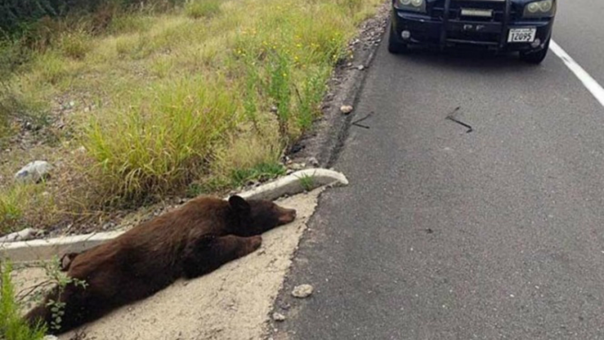 Oso negro muere atropellado en Sonora