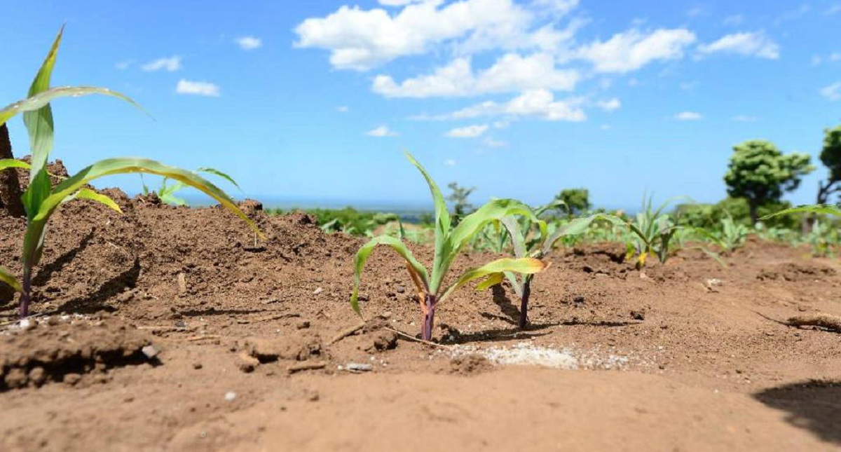 Padecen hambruna 821 millones de personas por cambio climático - padecen-hambruna-821-millones-de-personas-por-cambio-climatico