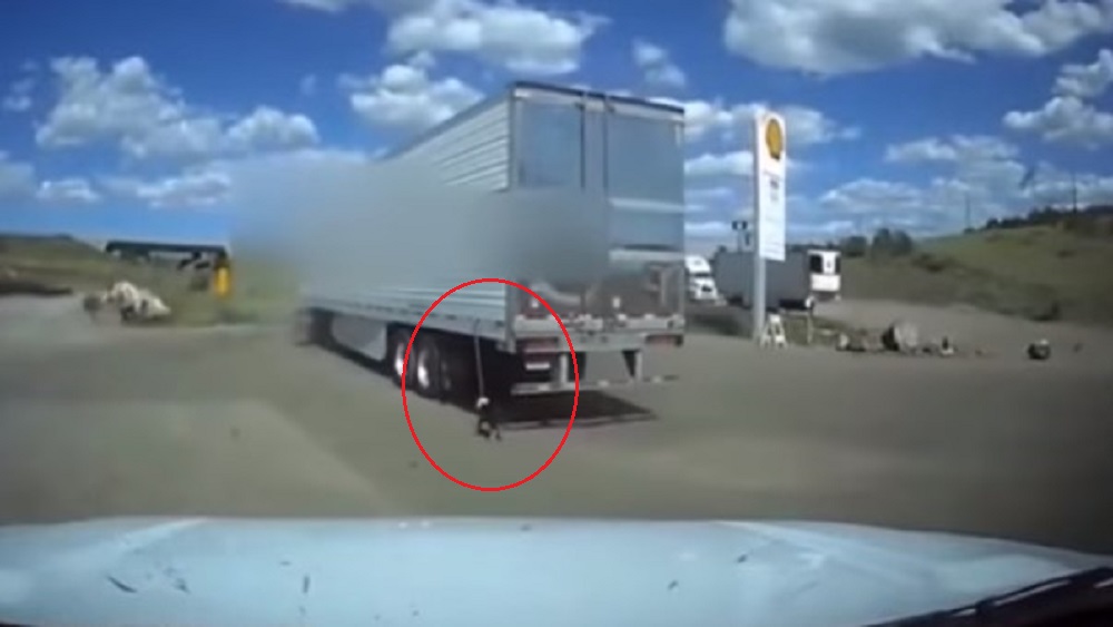 #Video Voluntario salva a perro de morir arrastrado por tráiler