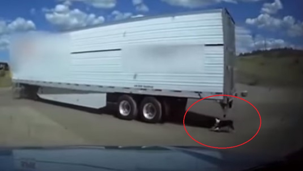 #Video Voluntario salva a perro de morir arrastrado por tráiler - patrullero-salva-a-perro-de-morir-arrastrado-por-un-trailer