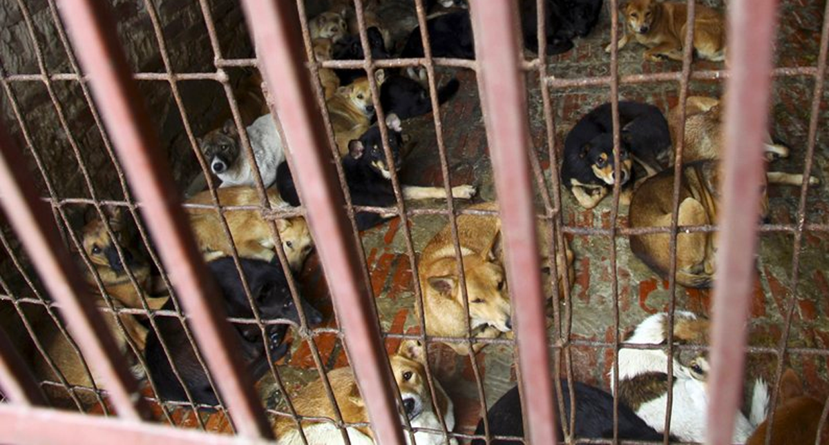 Vietnam pide a la población no comer carne de perro