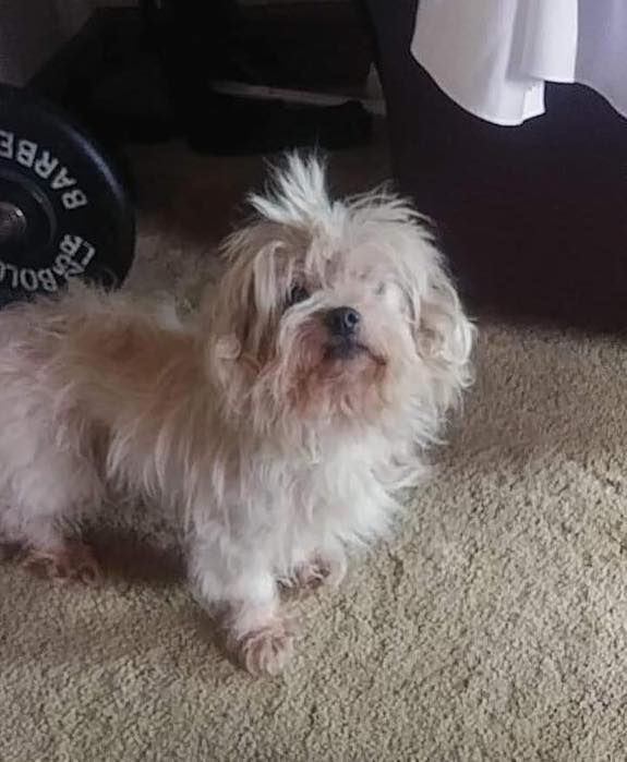 Detienen a hombre en Massachusetts por enterrar vivo a su perro - perro-enterrado-vivo