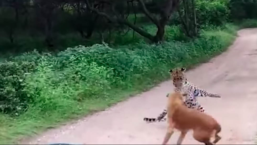 #Video Perro ahuyenta a leopardo que lo atacó
