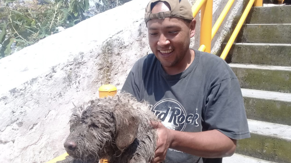 #Video Rescatan a perro que cayó a barranca en la Ciudad de México
