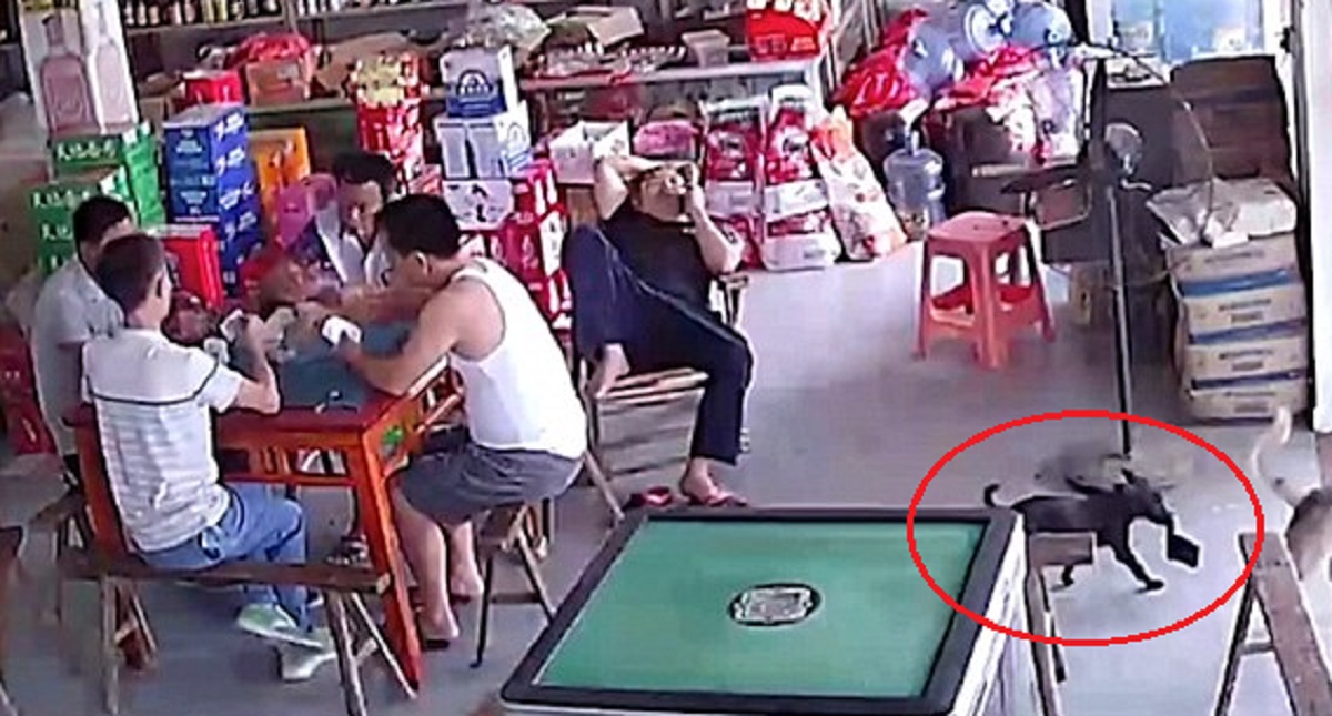 #Video Perro roba cartera de hombre mientras juega cartas - perro-roba-cartera-de-hombre-mientras-juega-cartas