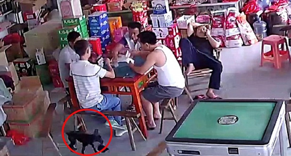 #Video Perro roba cartera de hombre mientras juega cartas