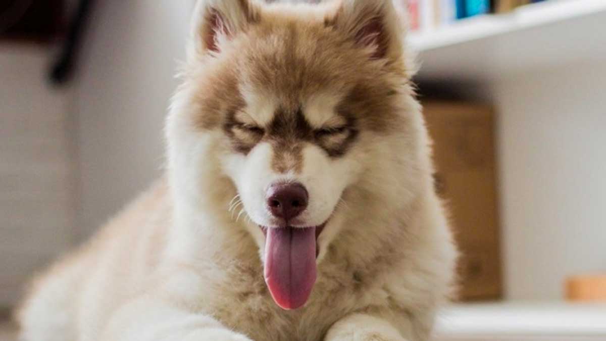 ¿Cómo conocer la verdadera edad de un perro?