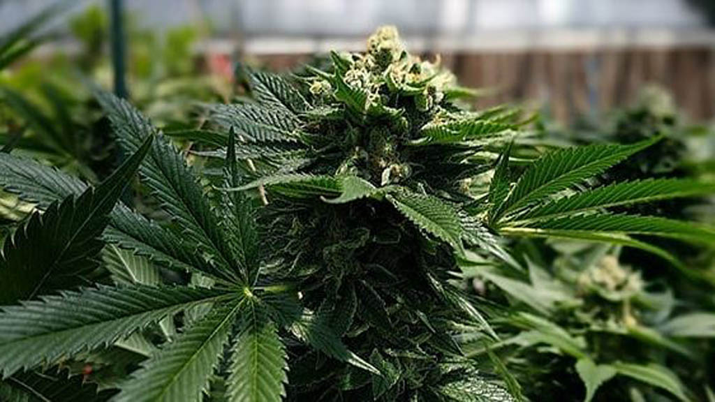 Diputados legislarían uso recreativo de la mariguana en 2019