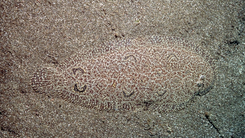 #RetoViral ¿Logras distinguir a los animales? - platija-de-ojo-derecho