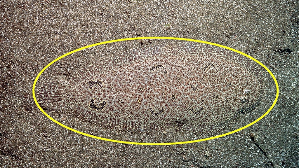 #RetoViral ¿Logras distinguir a los animales? - platija