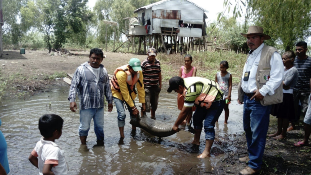Mueren cuatro manatíes en Tabasco