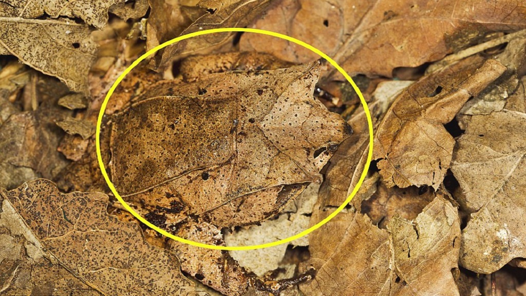 #RetoViral ¿Logras distinguir a los animales? - rana-hoja-r